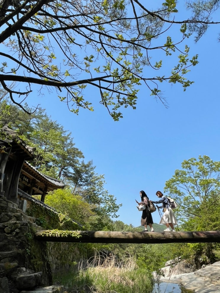  [경북 안동] 만휴정의 봄… 조심조심
