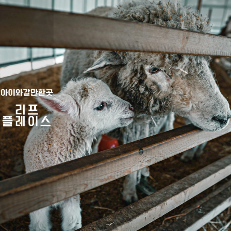  용인 동탄 어린이날 아이와 갈만한 곳 리프플레이스 동물카페 먹이주기체험