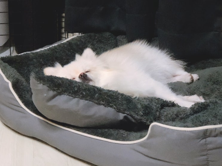  강아지 예방접종 종류와 필요성