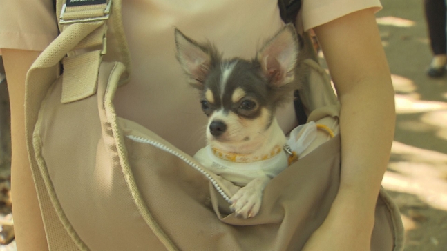  반려동물 동반여행 증가 제주 항공 펫티켓 캠페인 시작 Increased travel with pets... Jeju Air Pet Ticket Campaign Starts