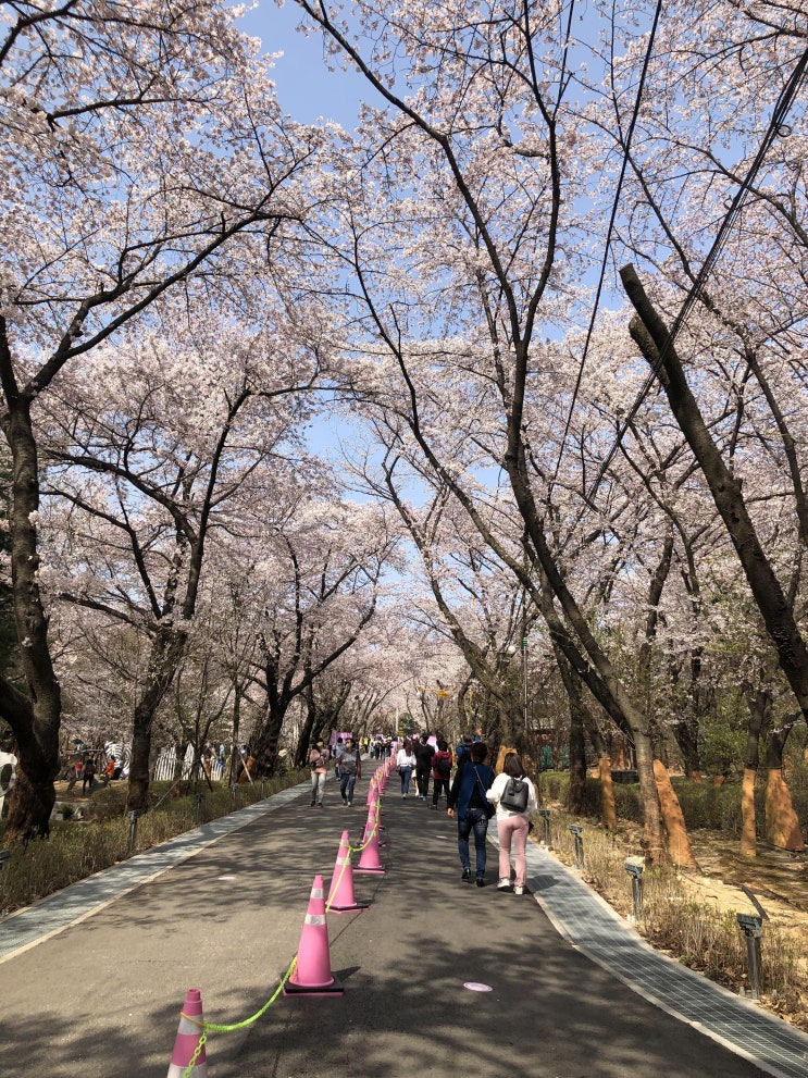  부천 도당산 벚꽃길