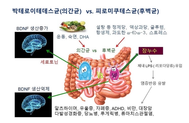  프로바이오틱스(probiotics), 프리바이오틱스(prebiotics), 신바이오틱스(synbiotics), 장청뇌청(腸淸腦淸)