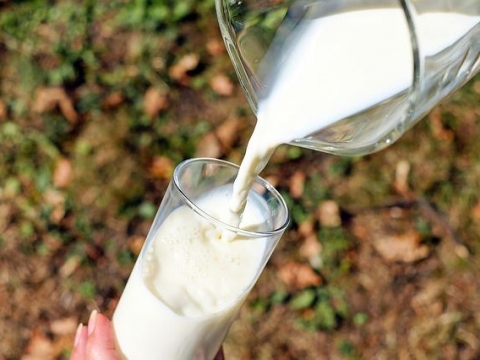 소 없는 우유 출시, 이제는 미생물로 만든 우유