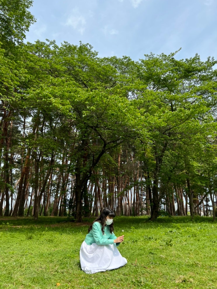  강릉 곁벚꽃 명소 I 힐링하기 좋은 허균허난설헌기념공원