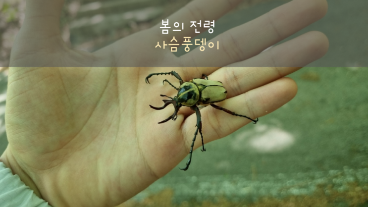  봄의 전령 사슴풍뎅이/부산 채집기