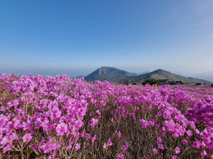  비슬산 등산 후기 :  참꽃군락지 진달래 꽃의 자줏빛 향에 취하다!