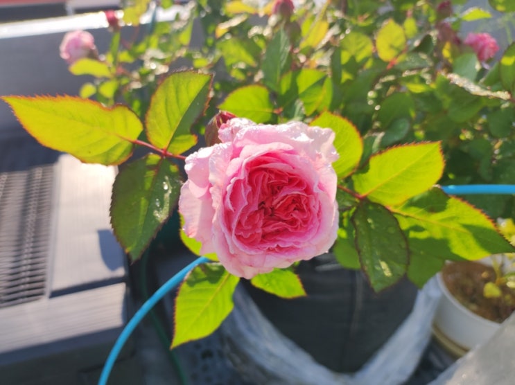  독일장미 로젠그레핀 마리앙리에뜨 개화