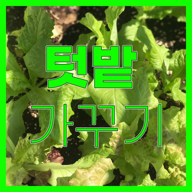 베란다 텃밭 아이와 함께 가꾸기(feat.금천구청)