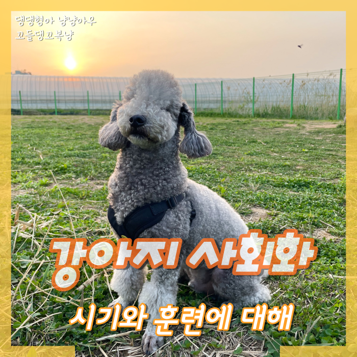  강아지 사회화 시기 사회성을 키우기 위해 중요한 훈련