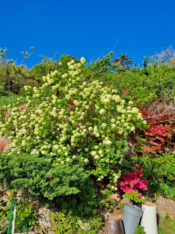  수국
