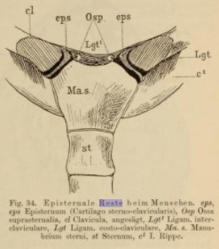  vestigia의 인식론적 유래 : idea of Hemmungsbildung                       Reste(독)=vestigia(영)=흔적기관(한)