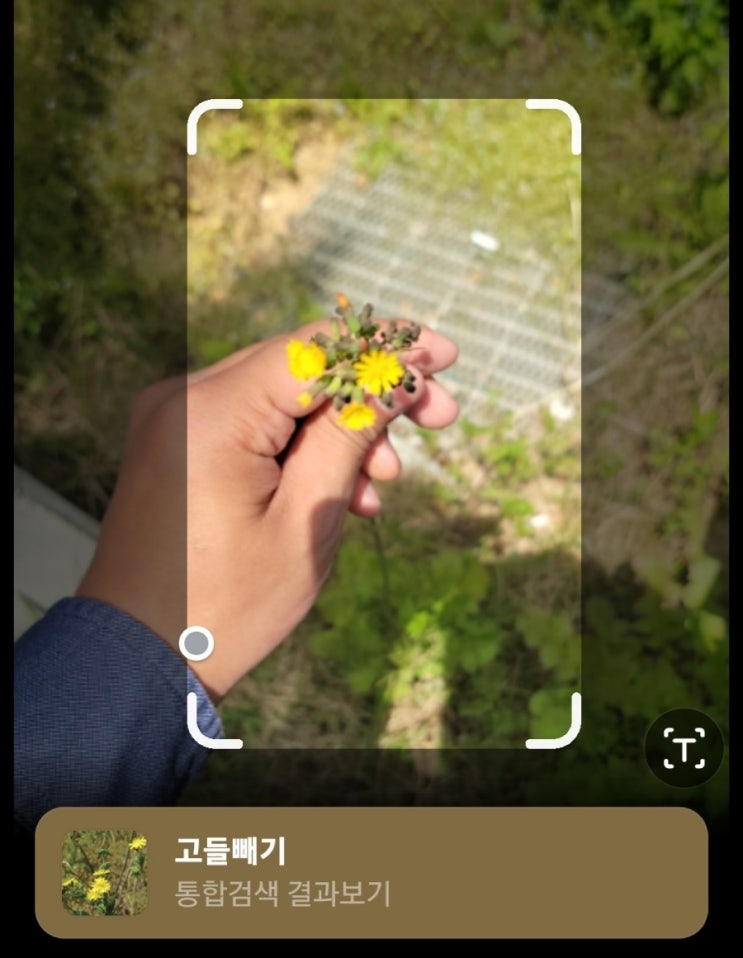 네이버 렌즈로 길가에 핀 꽃이름을 사진으로 검색해요! (네이버 스마트렌즈 활용법) 네이버 렌즈로 길가에 핀 꽃이름을 사진으로 검색해요! (네이버 스마트렌즈 활용법)