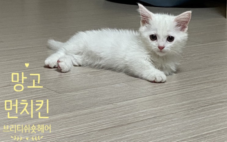  [먼치킨 망고]셋째 냥이 입니다!