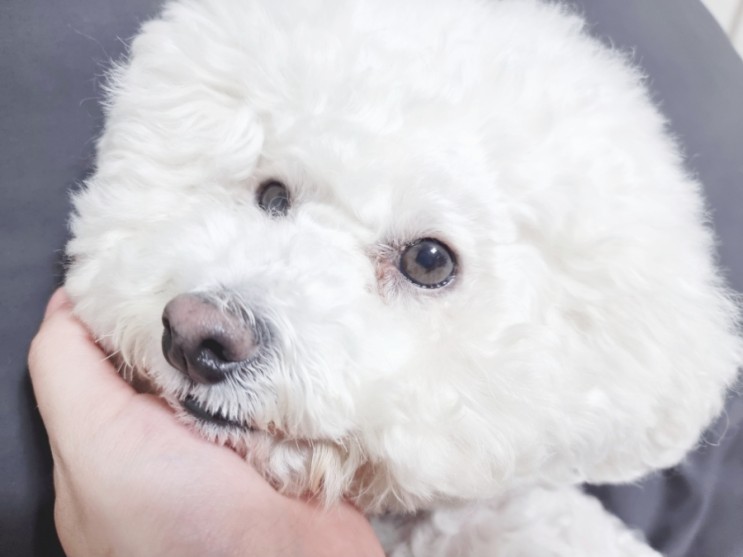 강아지 눈동자색에 따른 안과 질환 4가지 및 눈 건강 지키는 방법
