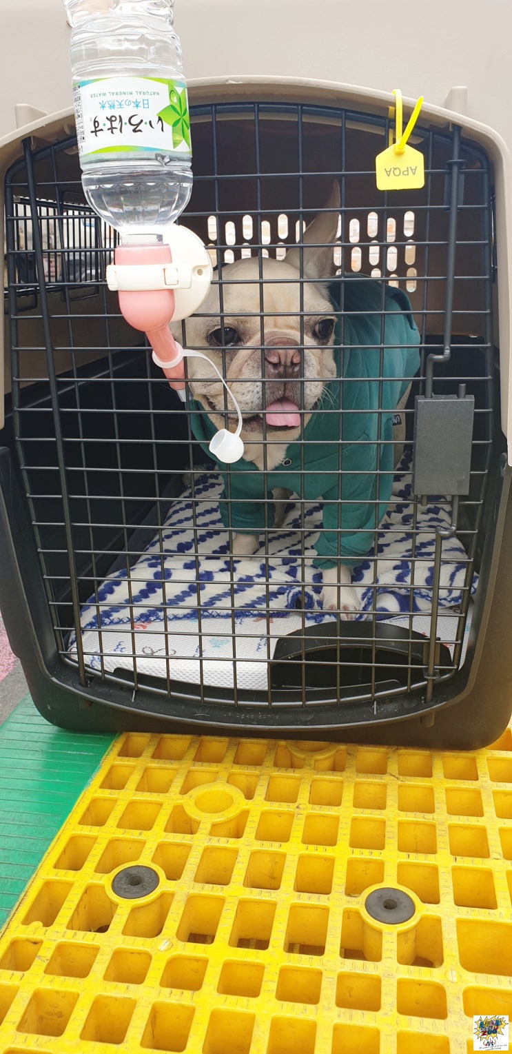 일본 오사카에서 단두종프렌치불독 한국으로 반려동물 반려견 강아지해외운송  애견검역 통관