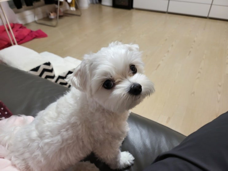  애견 맡아주는 거제도 지세포관광유람선타고 외도 보타니아 다녀왔어요