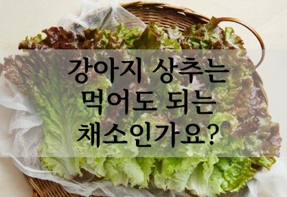  강아지 상추 먹어도 되는 채소인가요?