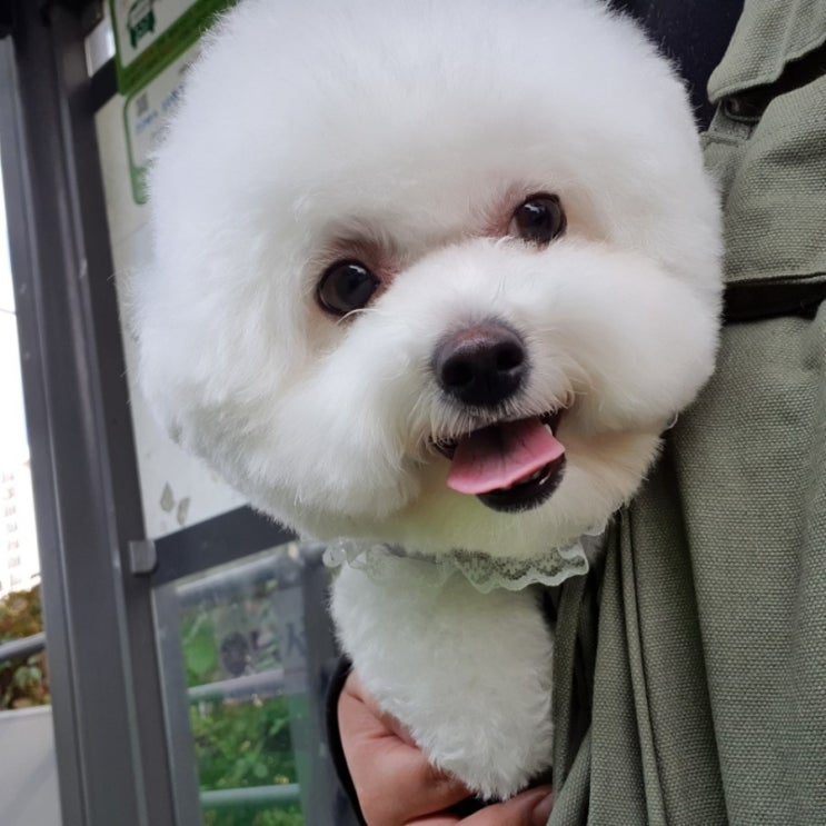  강아지 (애견) 봄옷 _ 모델 베짱이