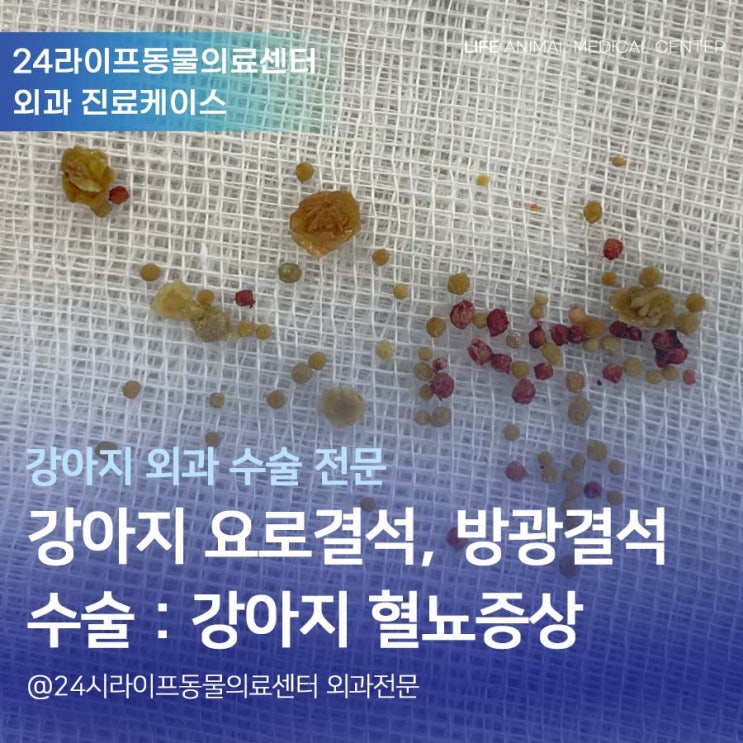 강아지 혈뇨 증상의 원인! 강아지 요로결석, 방광결석 수술 치료 케이스 : 대구 24시라이프동물의료센터