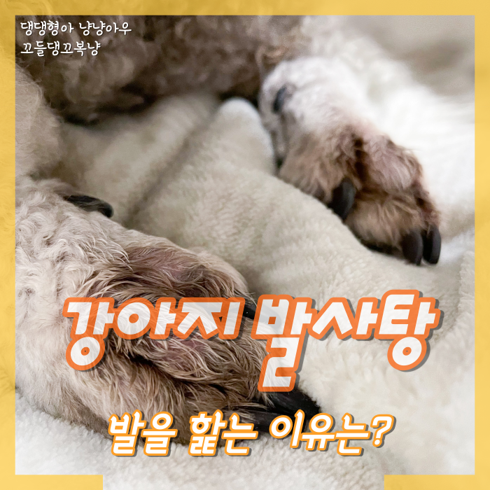  강아지가 발을 핥는 이유 일명 발사탕 해결하려면?