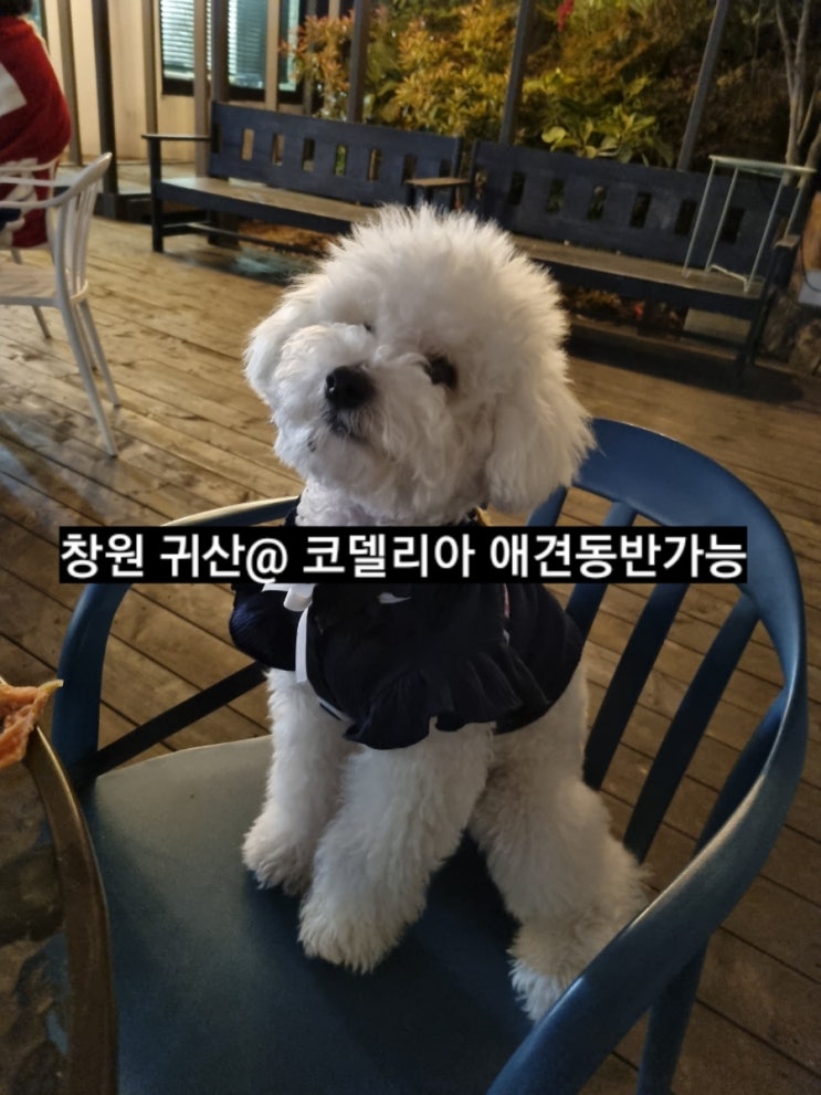  창원 귀산 맛집 코델리아 애견 동반 가능 ! 내돈내산 후기