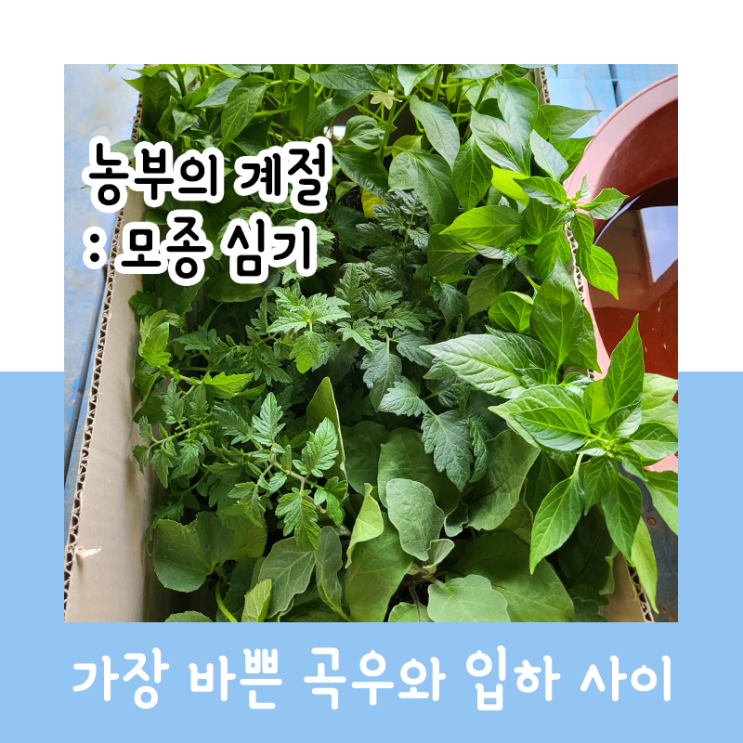  농부의 계절 : 모종 심기_곡우와 입하 사이