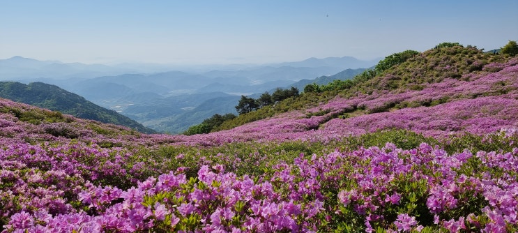 철쭉의 향연! 황매산!