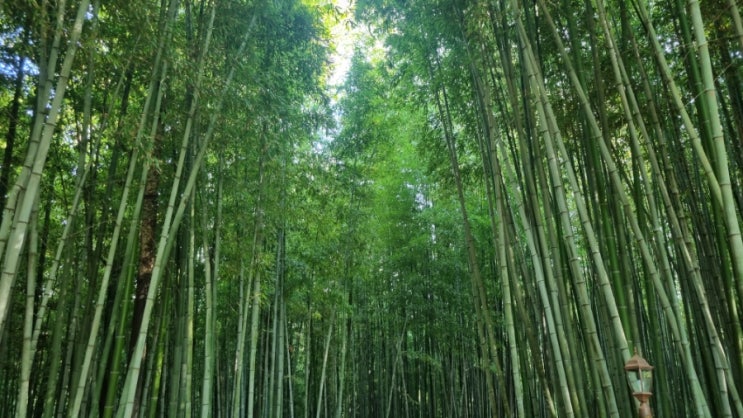 엄청난 대나무숲 :: 전남 담양 죽녹원 상세 정보