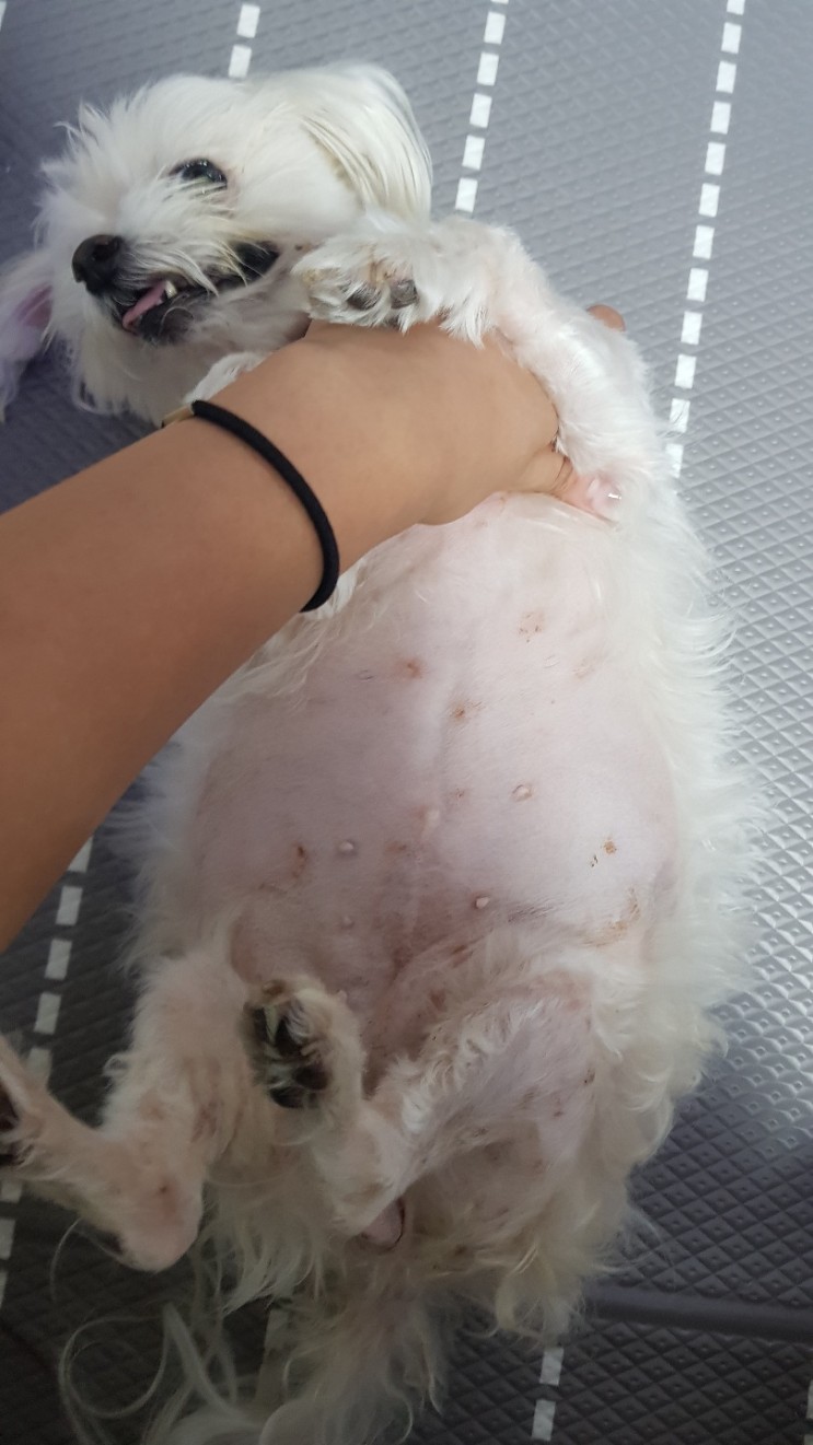 강아지 스테로이드 부작용과 얻게 된 아토피 피부염