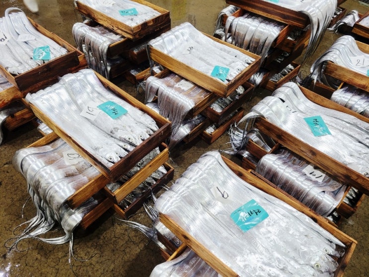제주 서부두 수산시장 새벽 경매된 제주갈치 제주옥돔 사기 제주 서부두 수산시장 새벽 경매된 제주갈치 제주옥돔 사기