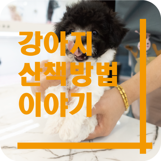  강아지 산책 방법 이야기~