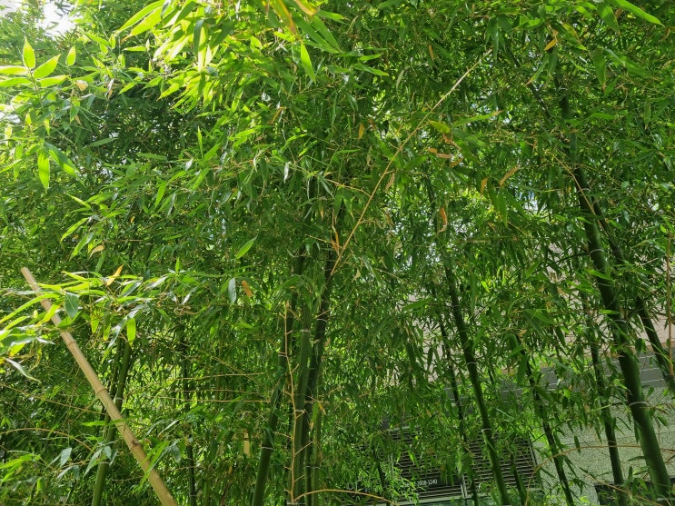  어느덧 7년째 이맘때 보고 있는 거