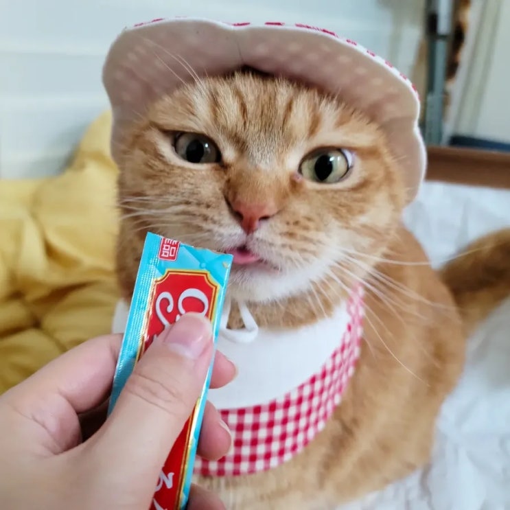 [Review] 귀여운 고양이 케이프 &lt;삼이옷장&gt;