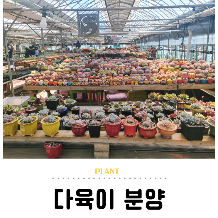  다육이 분양하기, 만 원의 행복 화훼 농원