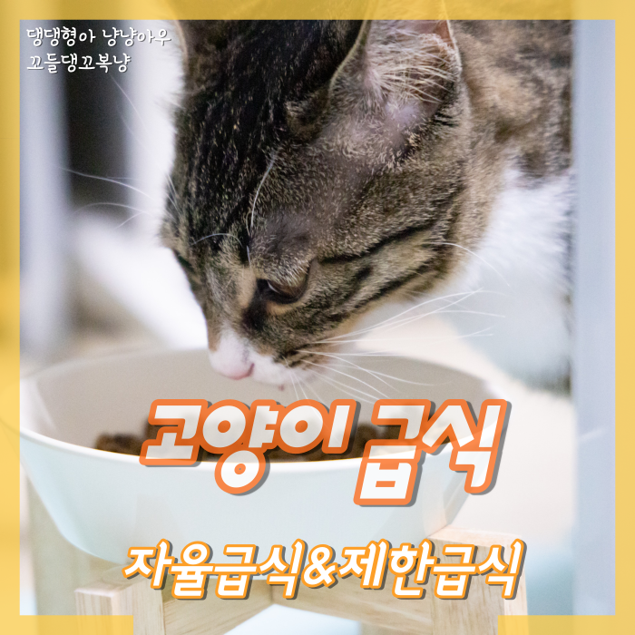  고양이 자율급식, 제한급식 경우에 따라 달라요