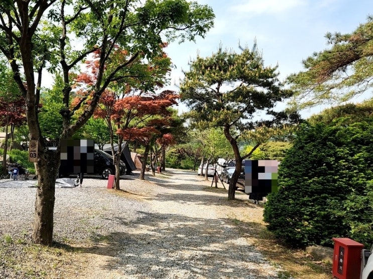  서울 근교 양평수목원 캠핑장 소나무 사이트