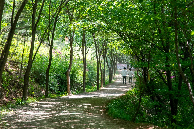 군포 가볼만한곳 철쭉동산 군포 초막골 생태공원 수리산 도립공원 경기도 걷기 좋은 둘레길 공원 : 네이버 블로그