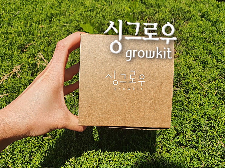  싱그로우 토종 씨앗 친환경으로 키우기, 앉은뱅이밀 키우기 키트 파종