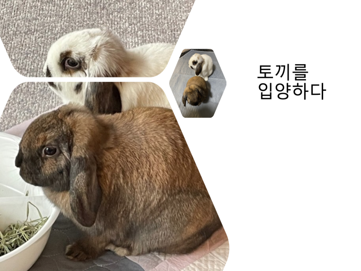 토끼를 입양하며 토끼 입양 기관에서 받은 정보들 - 사료, 특별 간식, 입양자를 위한 질문지 등 토끼를 입양하며 토끼 입양 기관에서 받은 정보들 - 사료, 특별 간식, 입양자를 위한 질문지 등