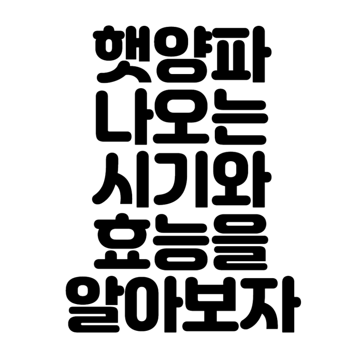  햇양파 나오는 시기와 효능을 알아보자
