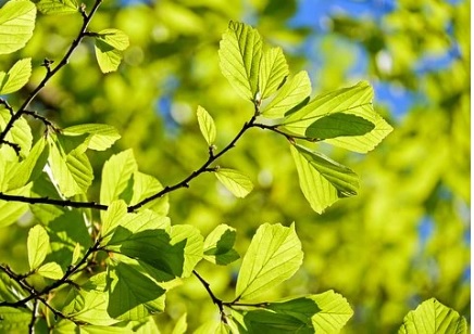  이선생 전화사주상담 - 나뭇잎 꿈해몽 나뭇잎 꿈풀이 낙엽꿈 나뭇잎꿈 총모음