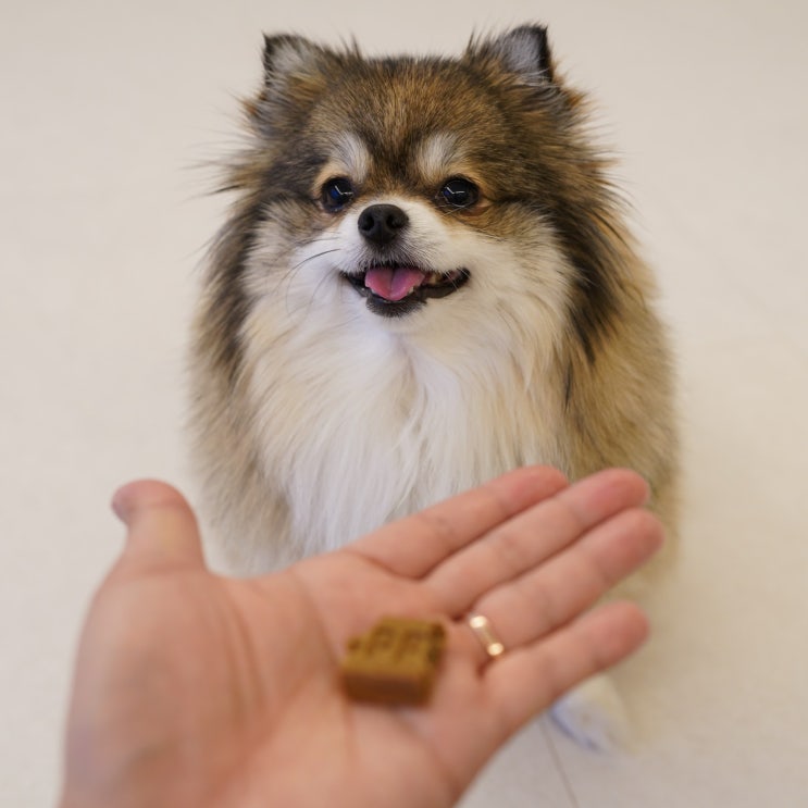  버거킹 독퍼 DOGPPER 하림펫푸드 더 리얼 강아지 간식 후기