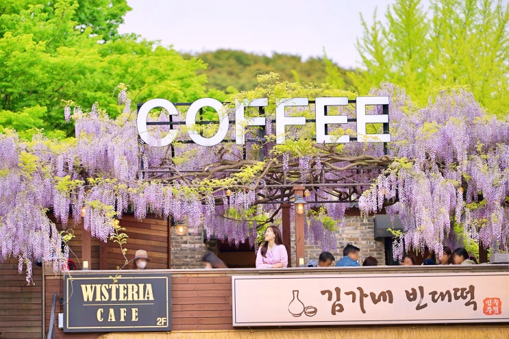  남한산성 카페 위스테리아, 서울 등나무꽃 명소