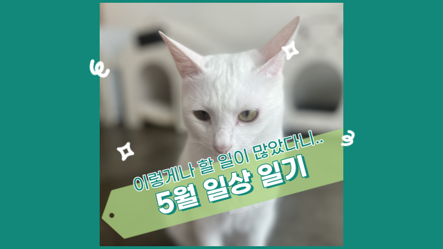  이렇게 준비해야 하는 것들이 많았다니.. (일상 일기)