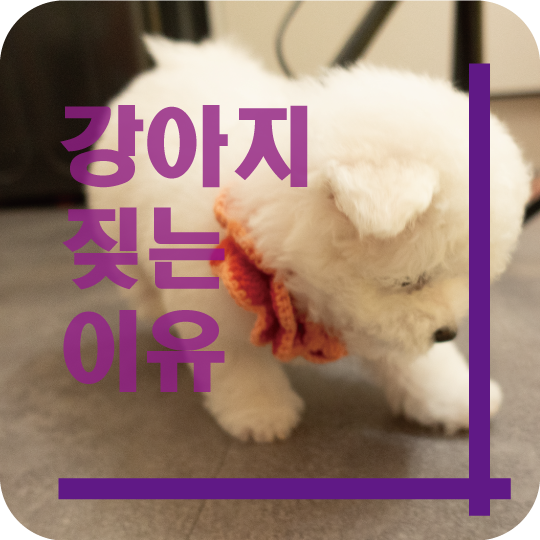  강아지가 짖는이유~