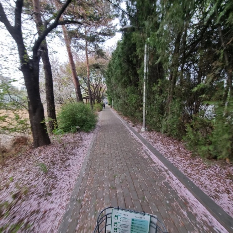  봄 안양천 자전거 타기
