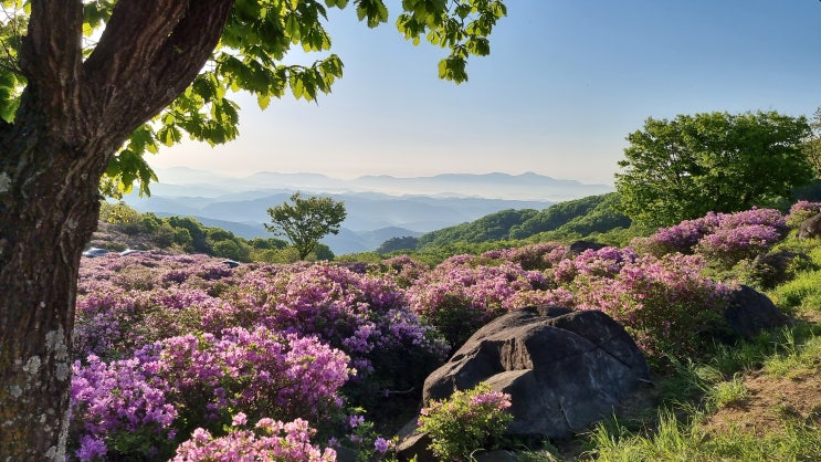  합천 황매산 오토캠핑장 - 철쭉  군락지 - 하늘계단 - 황매산