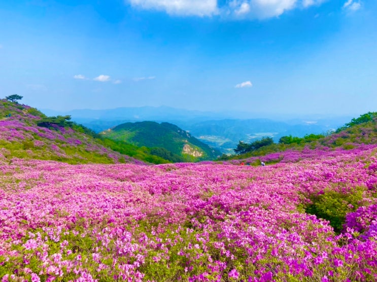  합천 추천 여행지 애견동반 황매산군립공원 철쭉