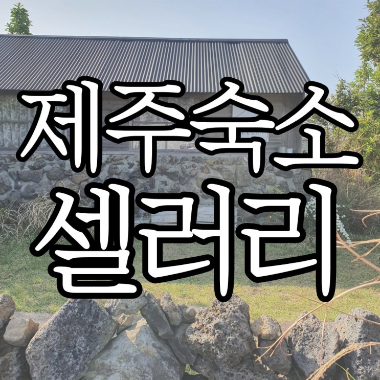  제주동쪽 가성비 감성숙소 추천 셀러리 트윈룸