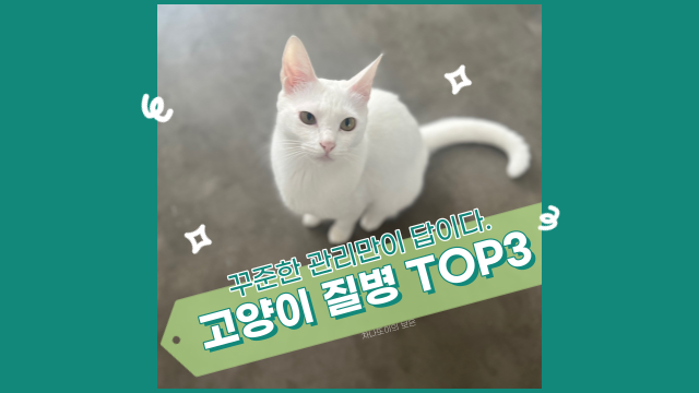  고양이가 자주 걸리는 질병 TOP 3